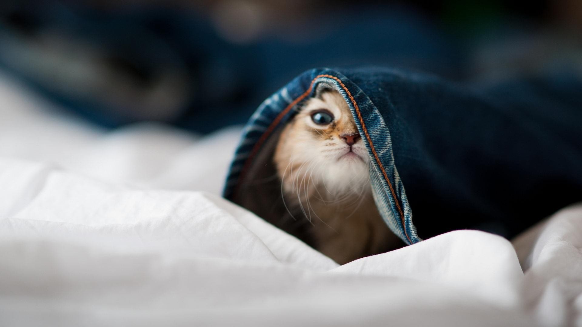 AYX体育-乡村越野骑行赛，绿色出行新热点，越野骑行生活