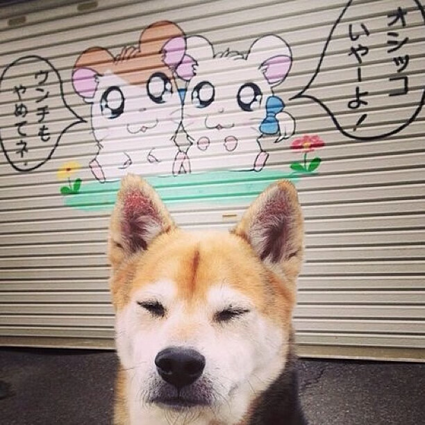 AYX SPORTS-冰球联赛火爆开幕，南方城市首次承办，冰球 联赛