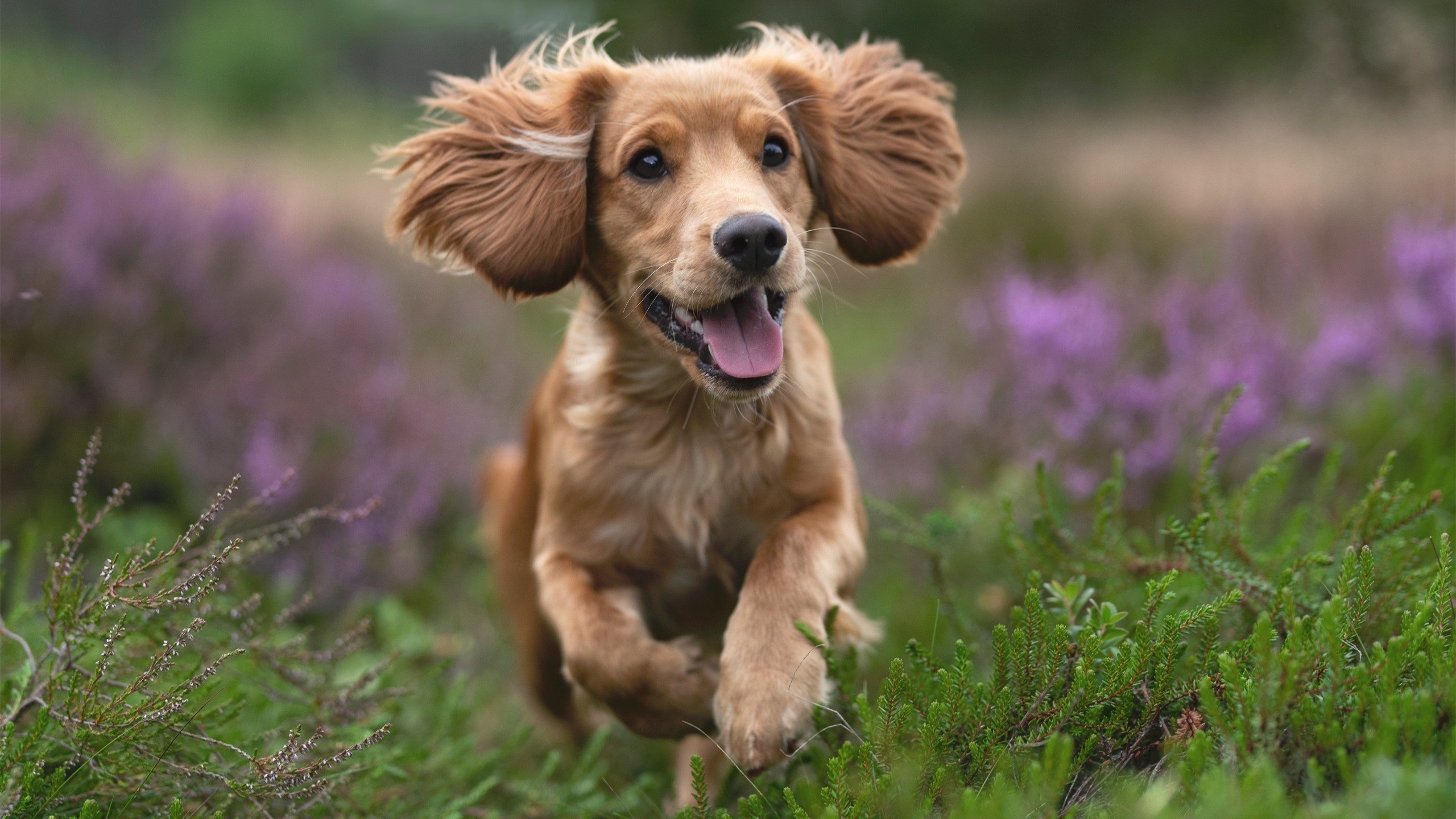 AIYOUXI.COM-坦克世界“坦克荣耀”全国pk大赛火热进行中