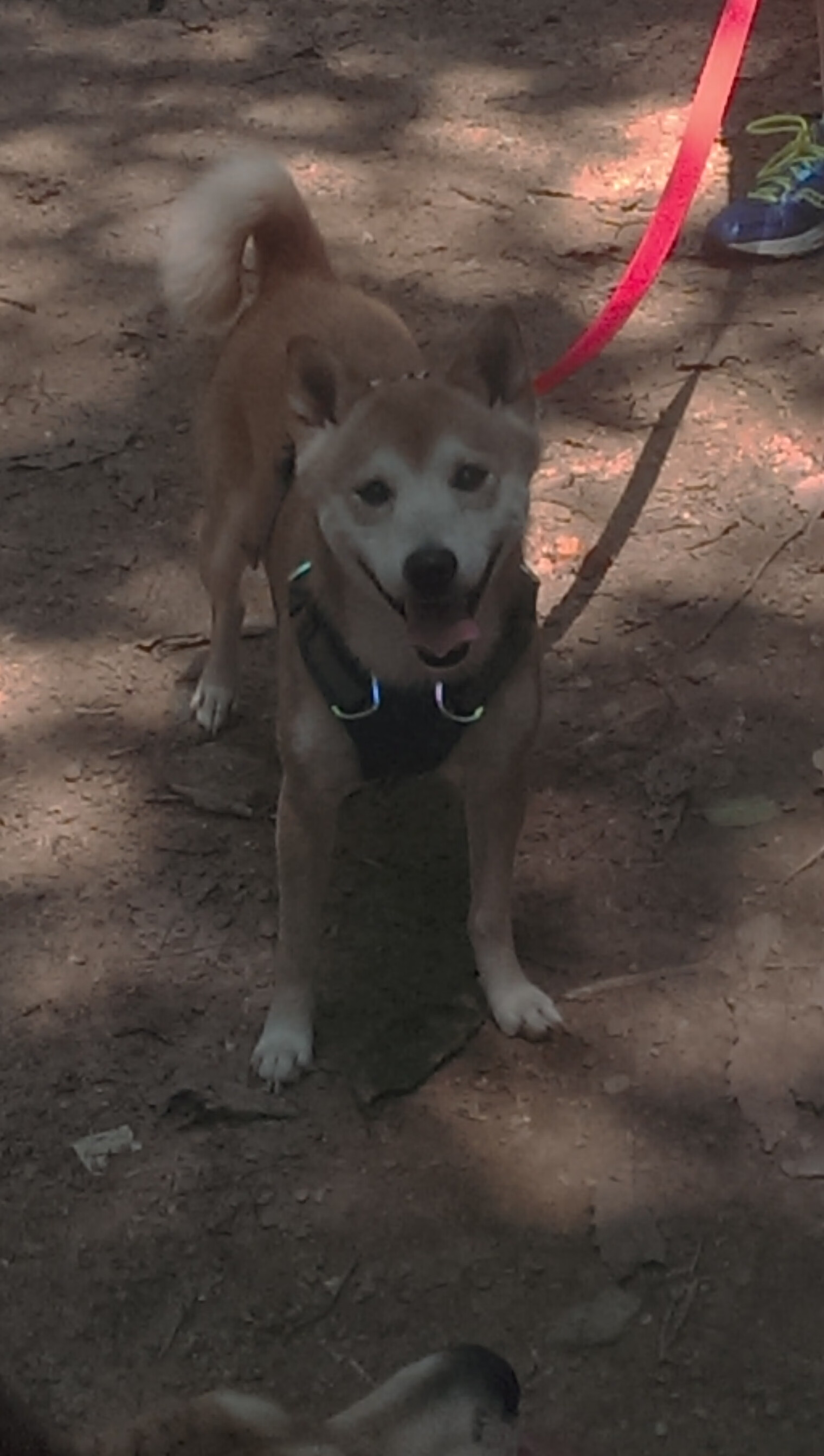 AYXSPORTSAPP-最佳防守：联盟顶级防守球员的精彩表现，最佳防守球员dpoy