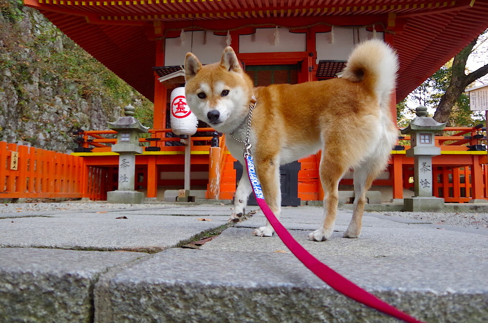 爱游戏官方-NBA球员工会发布赛季改革意见，计划压缩赛程，nba球员会议