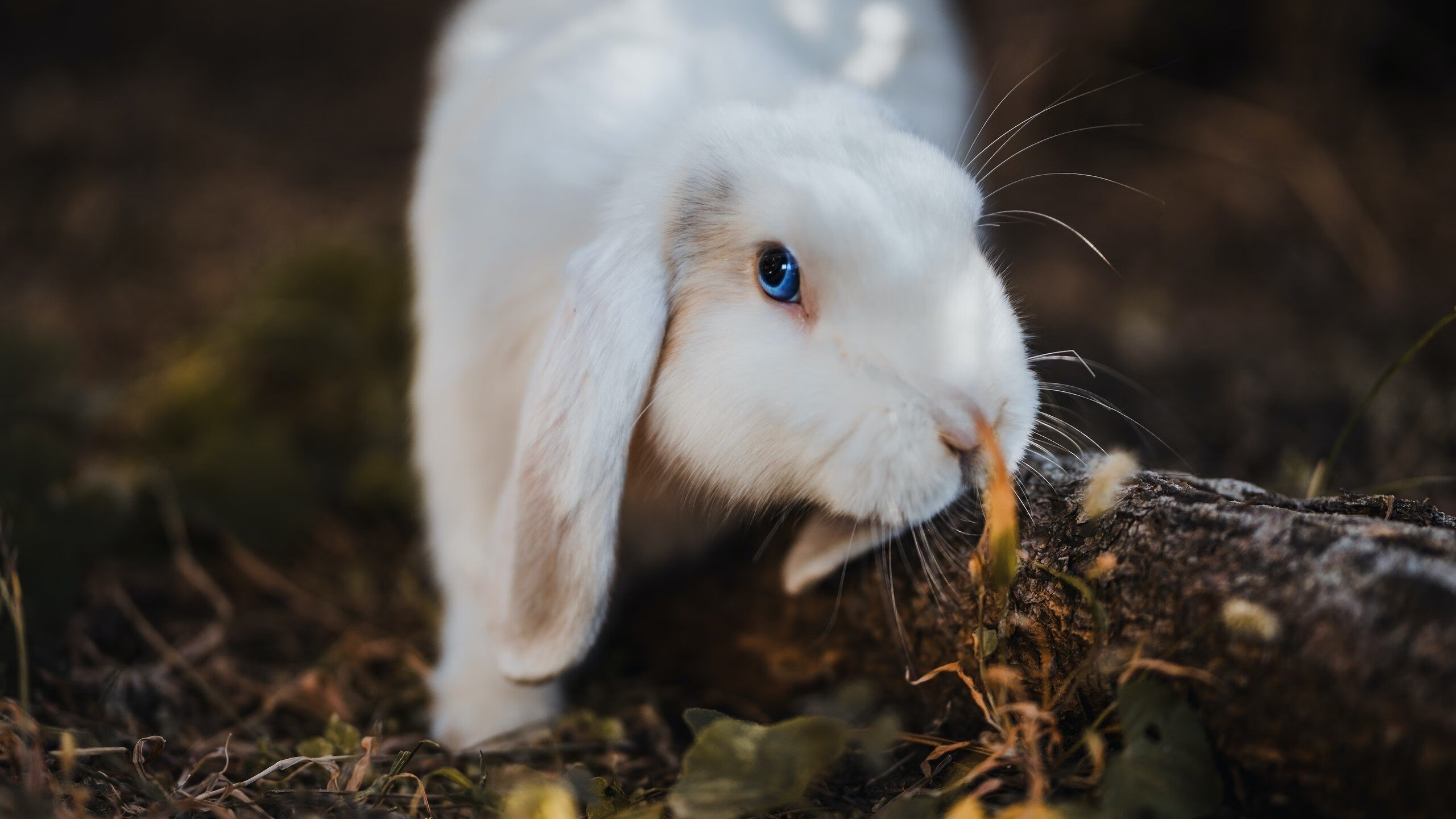 爱游戏中国官方网站平台-多特蒙德主帅承诺球队会全力备战下一场比赛，多特蒙德最近转会