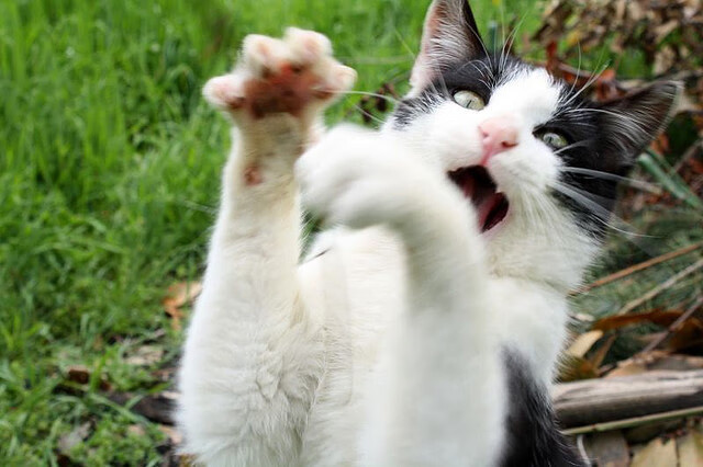 爱游戏体育APP下载-宁波海洋深V门将关键扑出点球，帮助球队保持领先，宁波 海洋