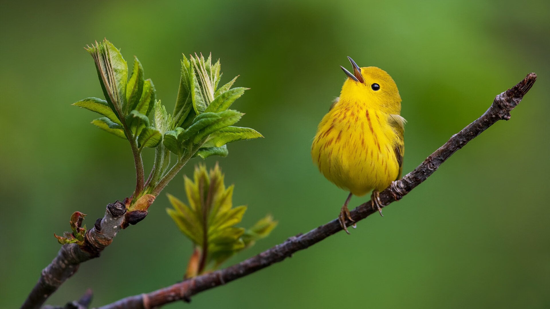 爱游戏体育（AYX）官方APP下载-山东泰山赛季目标锁定冠军，山东泰山新赛季赛程