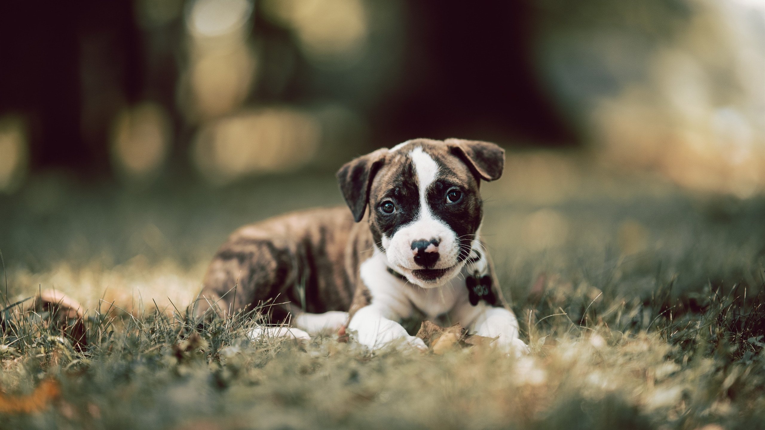 爱游戏登录入口-石油人球员状态持续回升，石油人球员状态持续回升