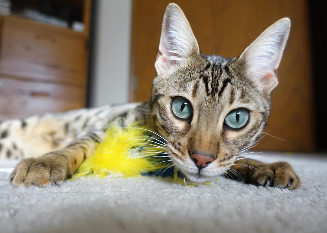 爱游戏中国官方登录入口网站-CBA赛季前瞻 多队志在冲冠，cba球队赛季