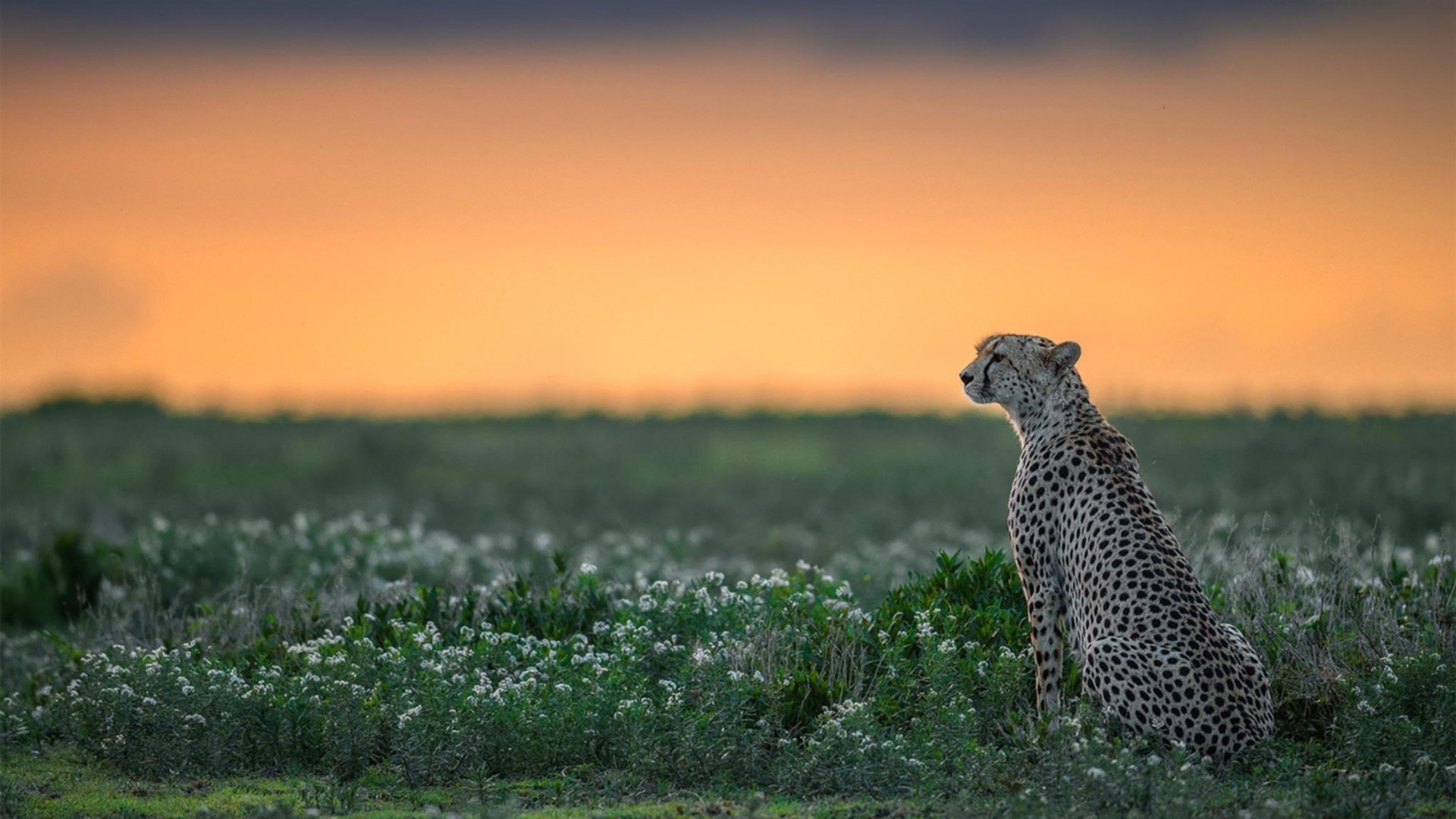 “世界游泳锦标赛新加坡:最值得关注的运动员是谁?”