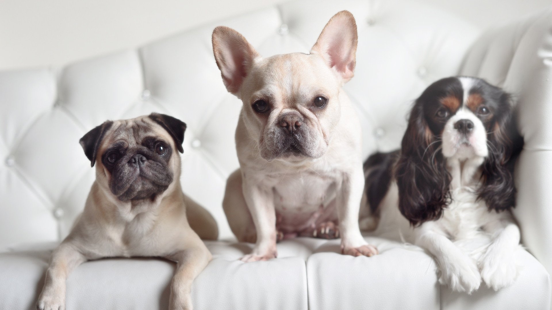 AYX体育官网-五大联赛中场拦截位置是否向前场逼抢线靠拢，五大联赛主场优势