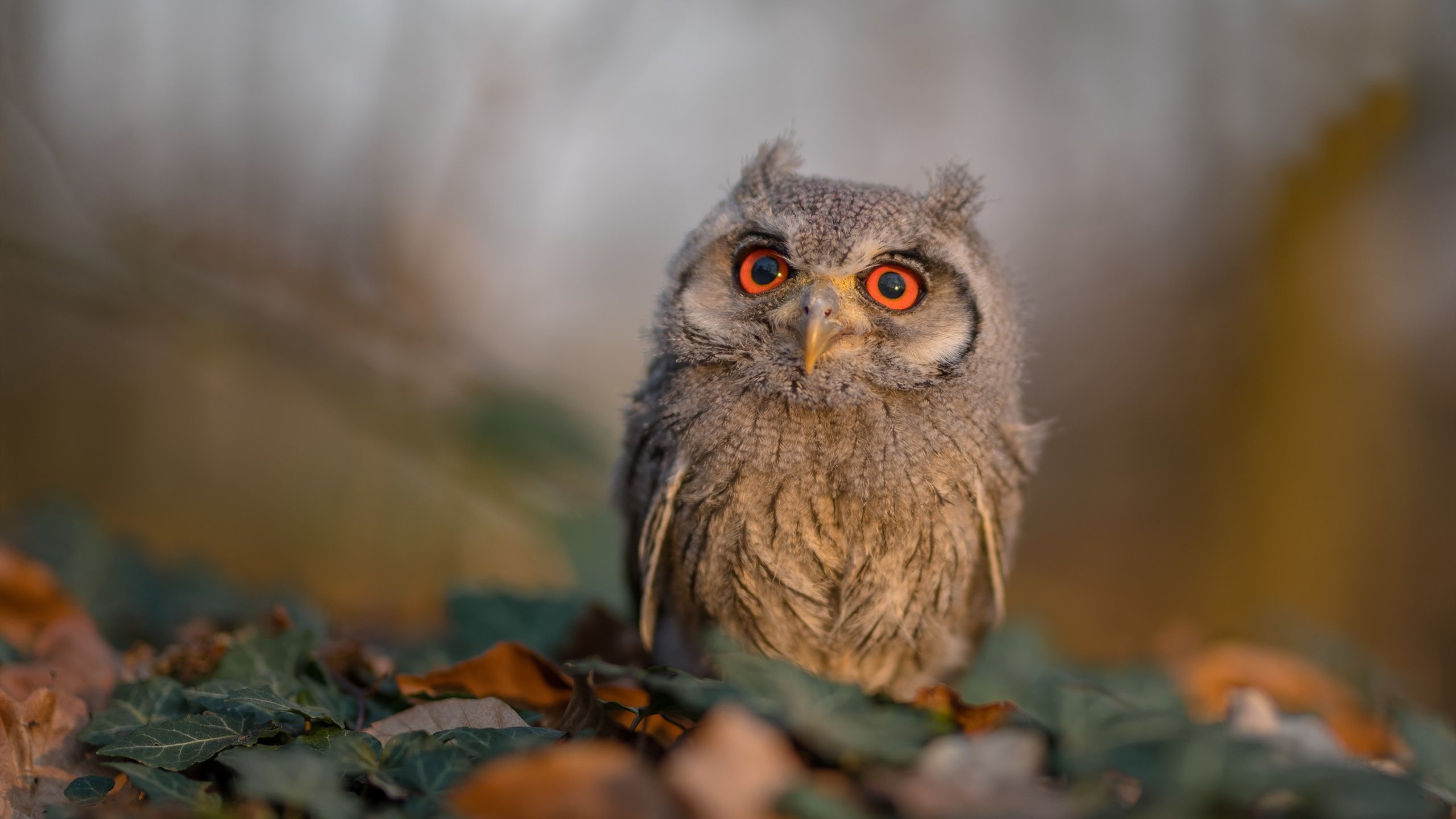 爱游戏在线娱乐官网-篮球联赛球员实力提升明显，篮球联赛球员实力提升明显的原因