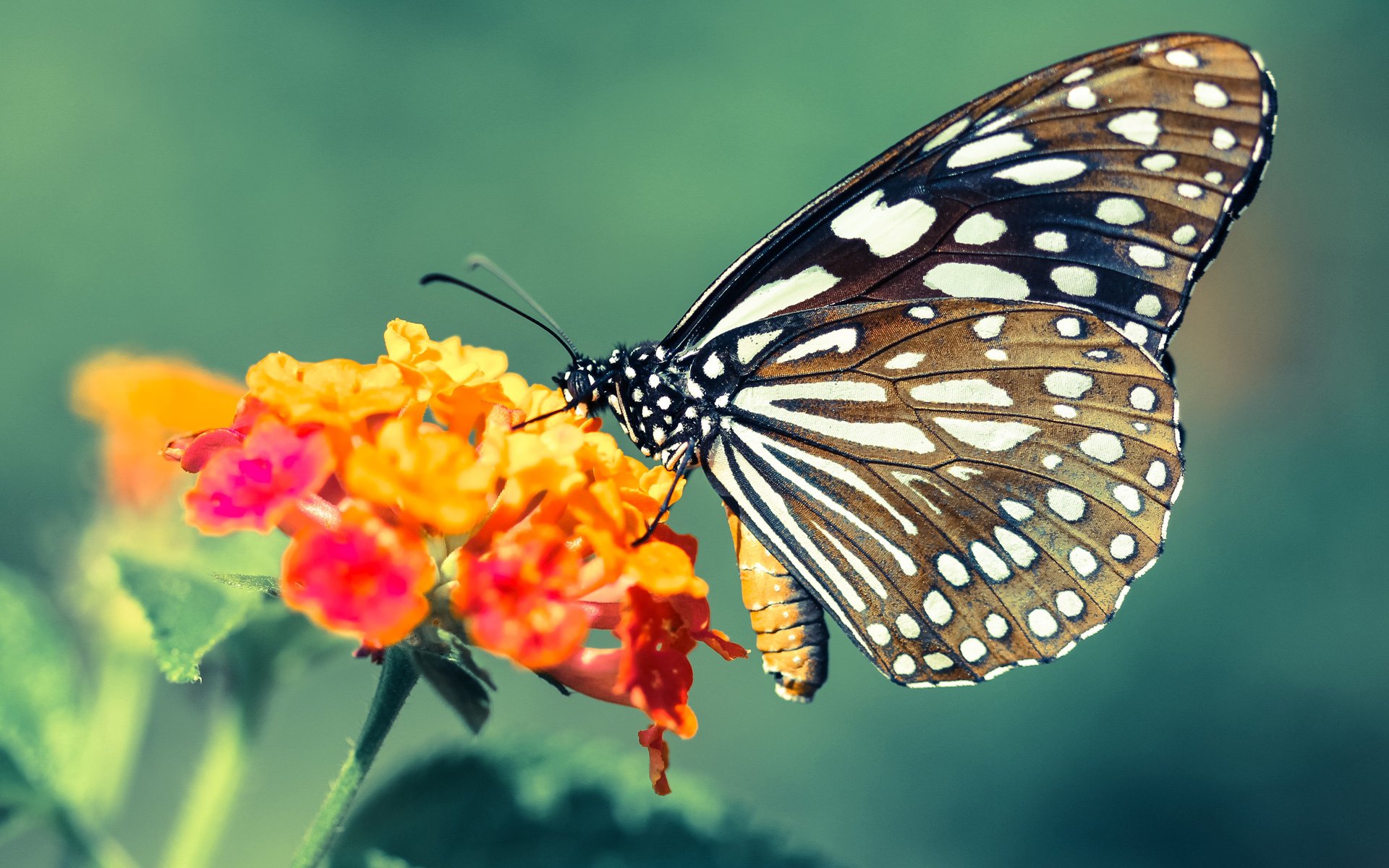 爱游戏体育官方网站-中国女排完成阶段目标主帅给予肯定，中国女排主力出发