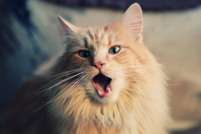 爱游戏体育平台-斯洛伐克男篮在欧洲大赛中奋勇逐梦，迈向更胜一筹的目标，斯洛伐克篮球国家队