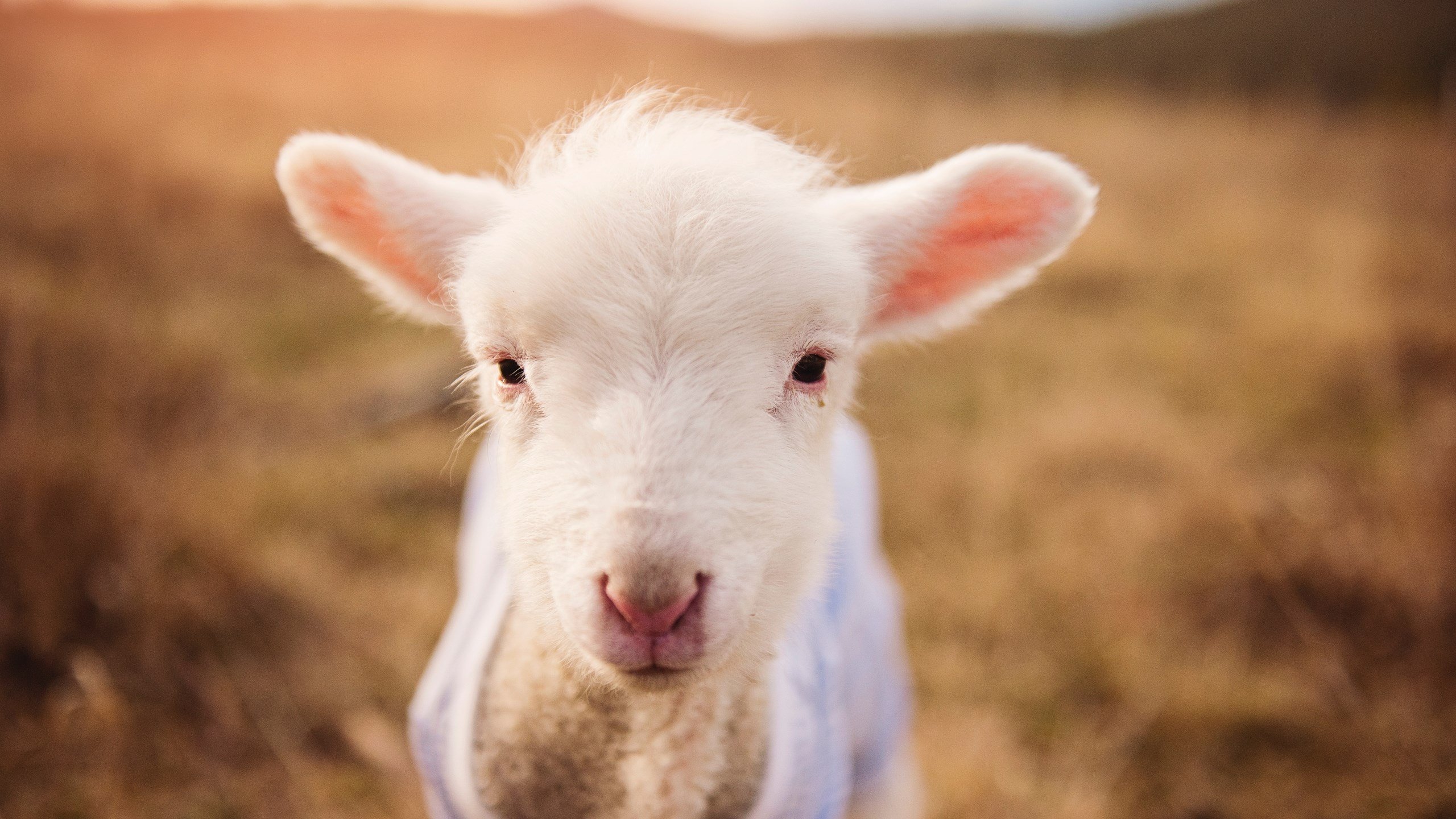 爱游戏-沃尔什冲刺力压群芳拿下冠军，沃尔效力过哪些球队